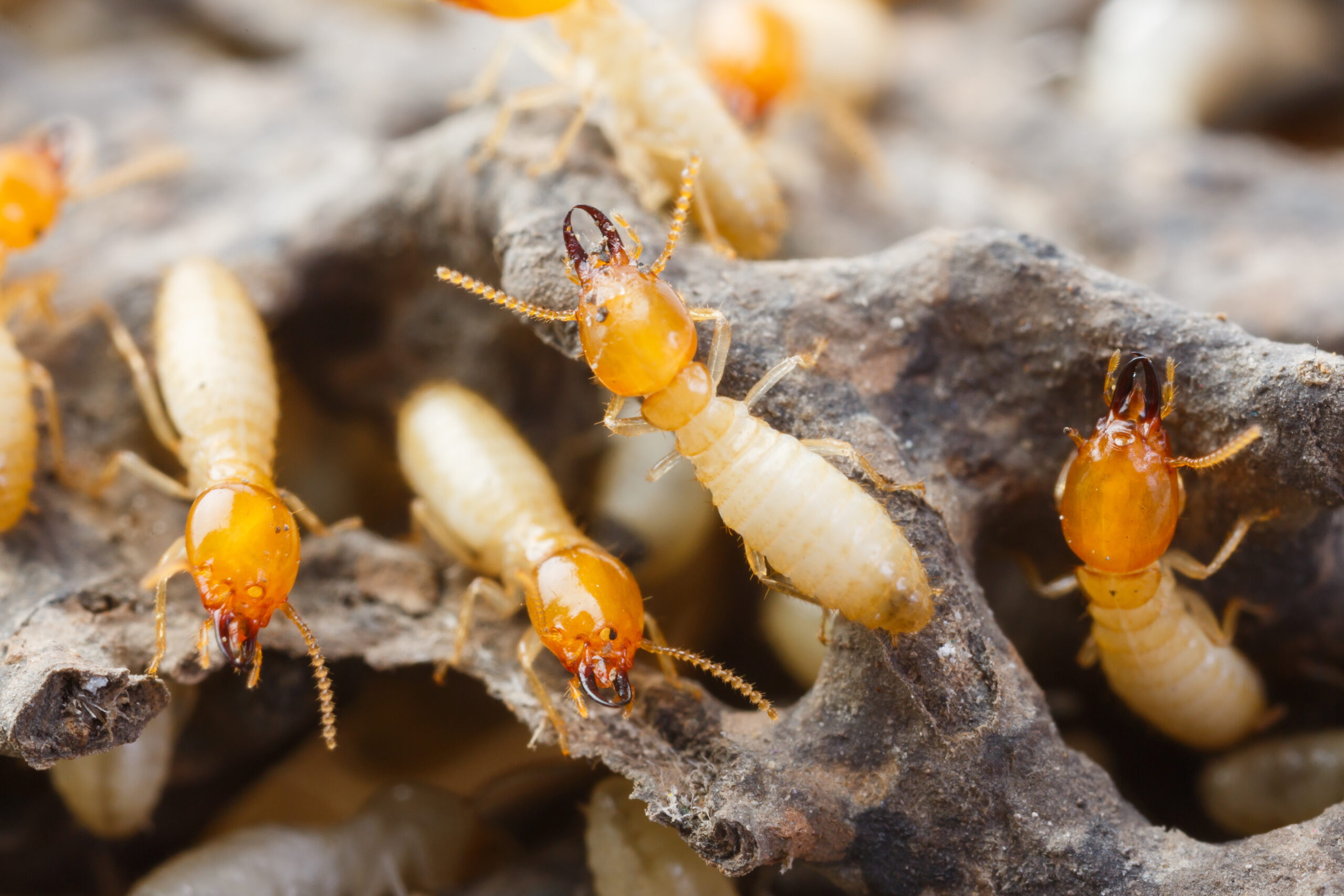best pest control services near me